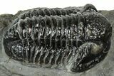 Detailed Gerastos Trilobite Fossil - Morocco #311241-2